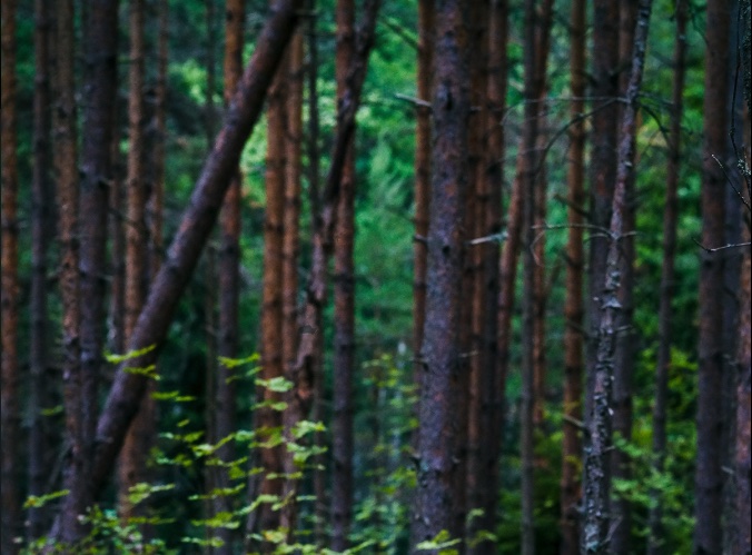 Sunlit pine forest