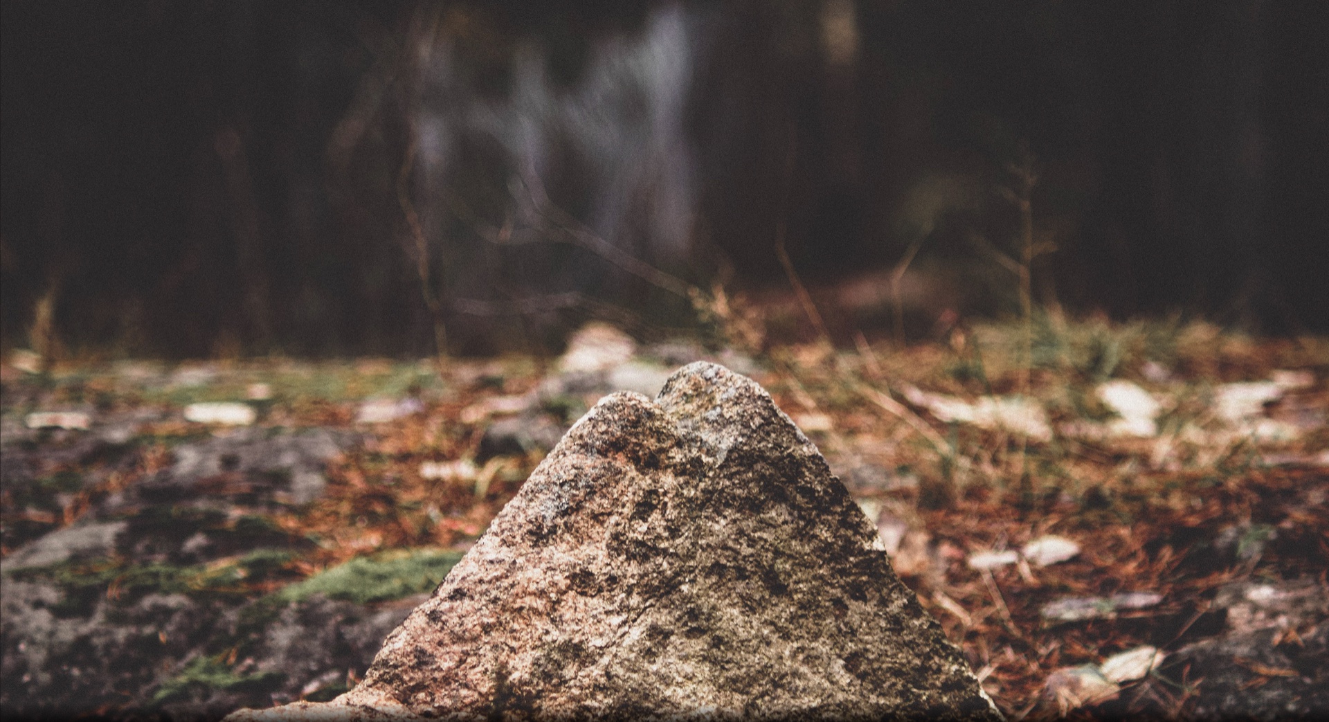 Mossy forest rock in soft light